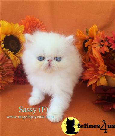 angelsjoy4u Picture 1